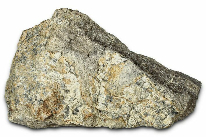 Dinosaur (Triceratops) Frill Shield Section - Montana #347961